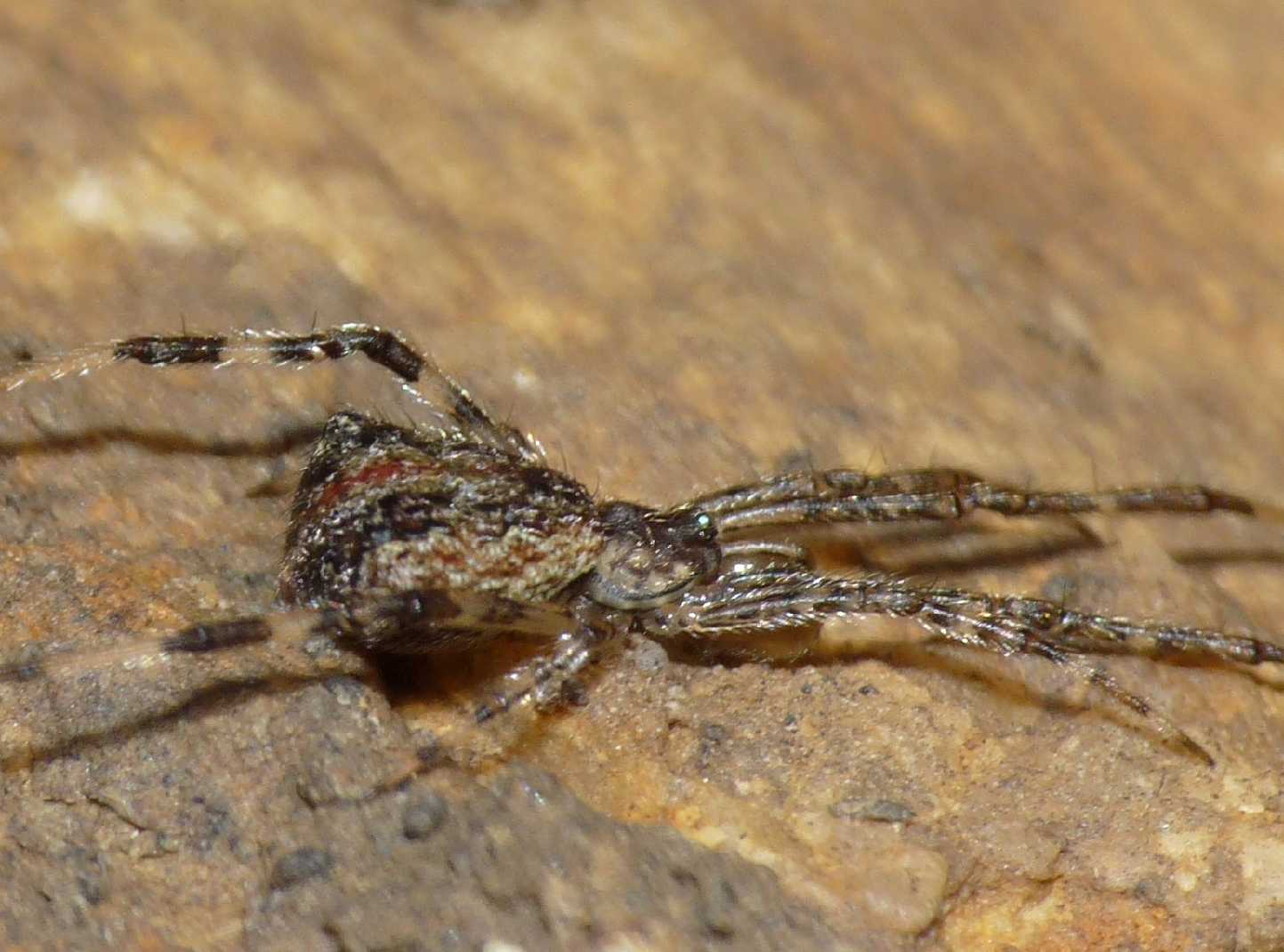 Episinus cf. maculipes